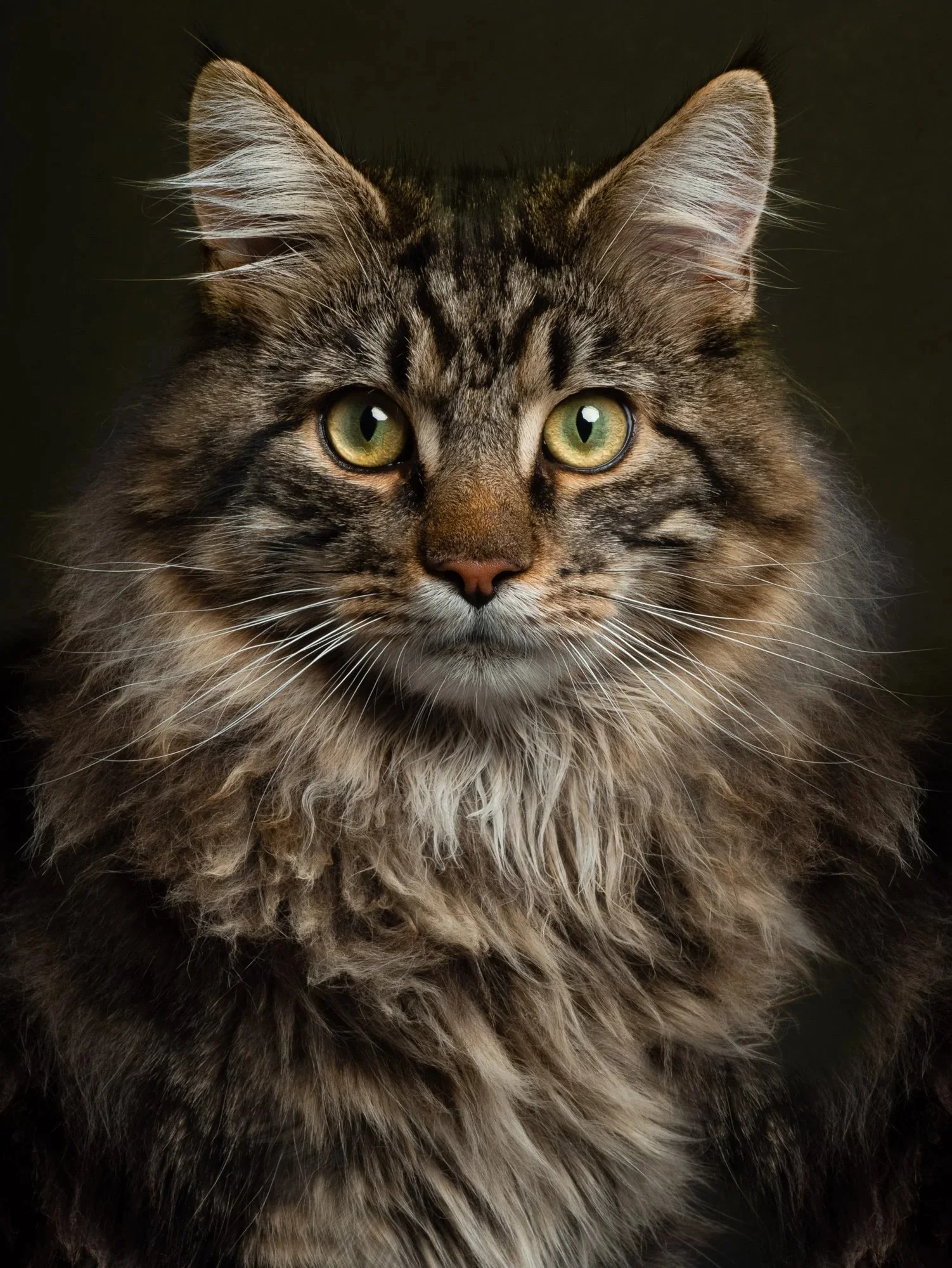 Detailed front-facing portrait of a long-haired brown tabby cat.